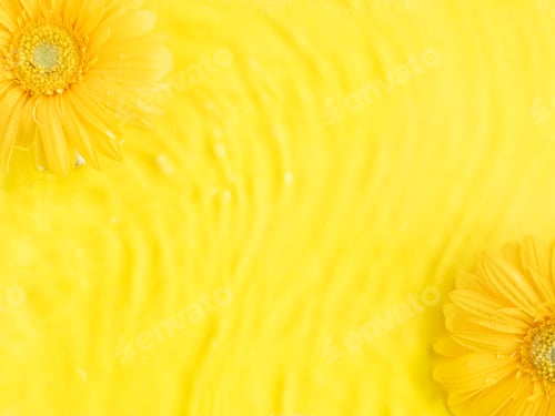 Preview: Yellow beautiful gerbera daisy flowers on monochrome background in water with ripples.