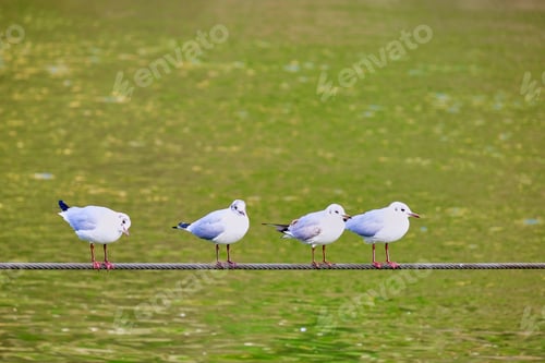 Preview: four river gulls perched on a cable with the greenish water out of focus in the background