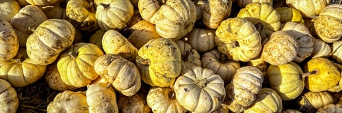 Preview: pumpkin plant fresh harvest varieties of pumpkins food snack outdoor copy space food background