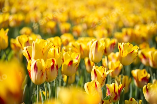 Preview: Yellow field of tulips spring blooming cheerful yellow tulip background