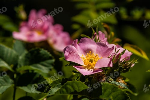 Preview: Beautiful rose branches pink