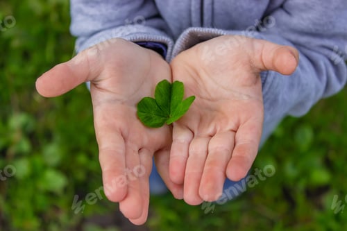 Preview: The hand holds a shamrock clover. Nature.