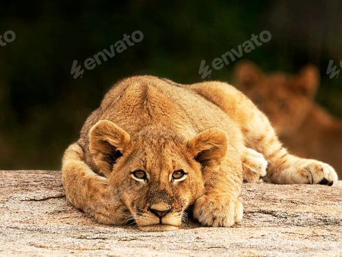 Preview: A Best wildlife tours in the world
