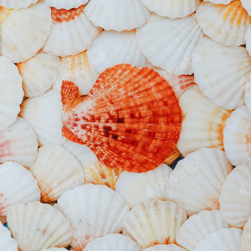 Preview: Shells background Vacation mood. Minimal art