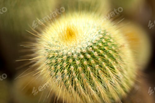 Preview: Cactus