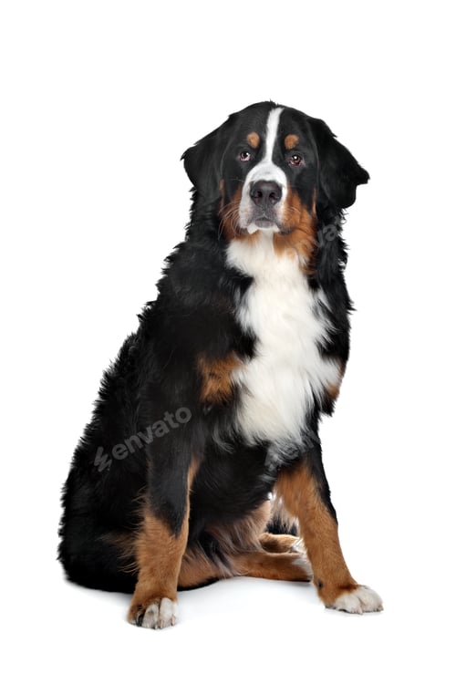 Preview: dog