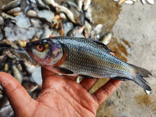 Preview: Man's hand holding fresh fish