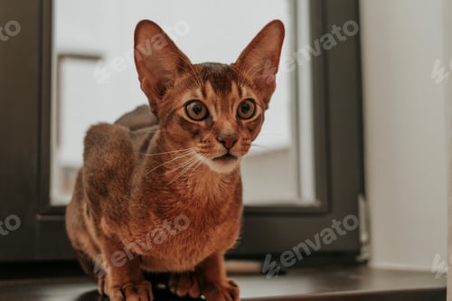 Preview: An abyssinian cat sitting on the windowsill hunting
