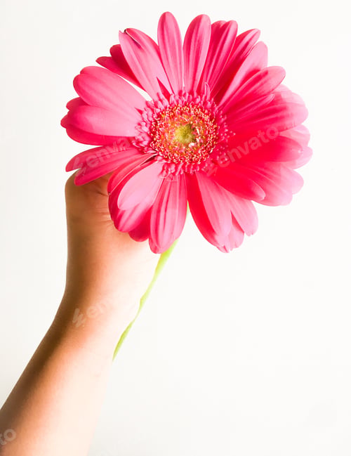 Preview: Vivid Pink Flower held in a Hand