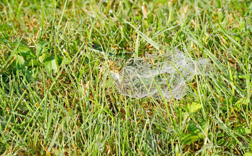 Preview: Spider Web in Grass