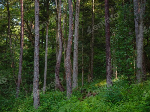 Preview: Green european forest landscape