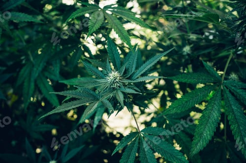 Preview: Group organic cannabis leaves on a dark background. Texture of Marijuana leaves of a plant.