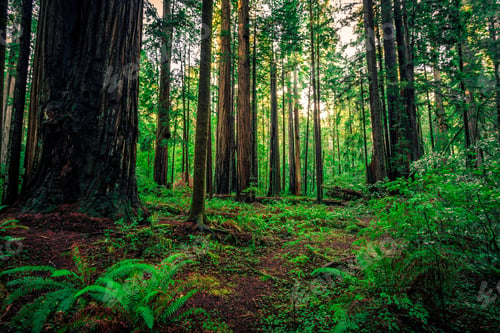 Preview: Lush Forest, Redwoods National & State Parks, California