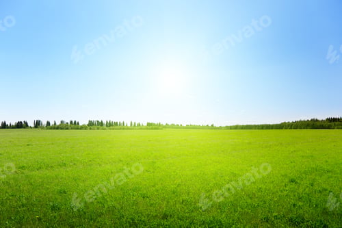 Preview: Spring Green Field Of Grass