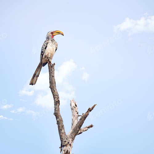 Preview: On his perch