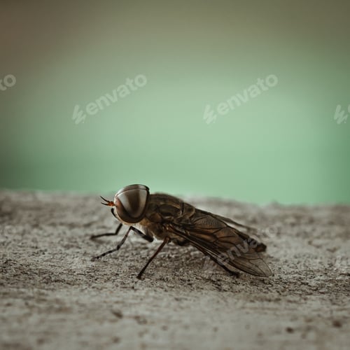 Preview: Closeup shot of an oriental horsefly, Tabanus striatus.