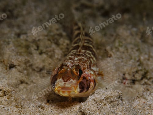 Preview: Tiny cute goby fish from the Mediterranean Sea