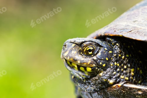 Preview: European pond turtle Emys orbicularis. Close up