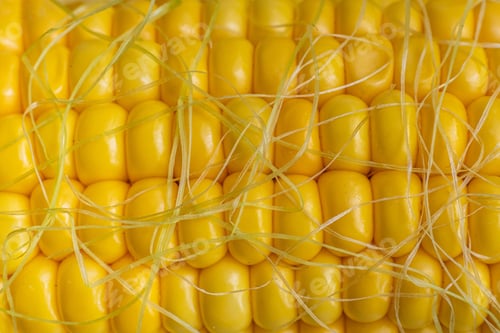 Preview: macro close up corn seeds view texture of yellow color, agricultures
