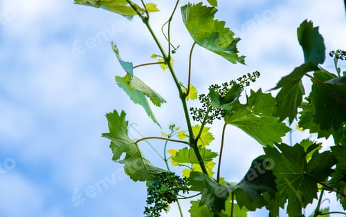 Preview: Blooming grapes in the garden. selective focus.