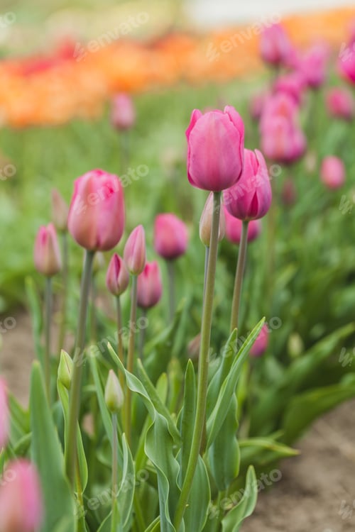Preview: tulips field agriculture holland