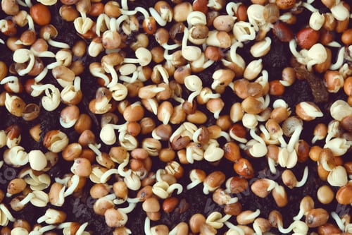 Preview: Close-up of broccoli sprouts. Growing microgreens at home.