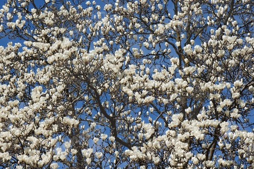 Preview: Yulan Magnolia (Magnolia Denudata). Called Lilytree Also. Another Scientific Name Is Yulania