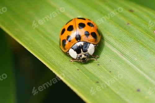 Preview: Closeup on the invasive harlequin, multicoloured or Asian lady b