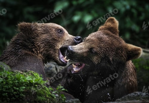 Preview: bears