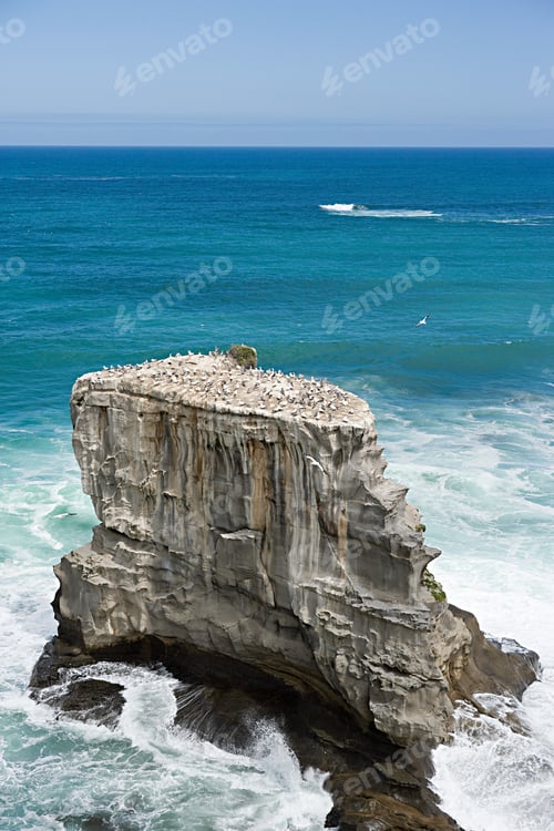 Preview: Auckland, aerial view of gannet rocks on Muriwai Beach