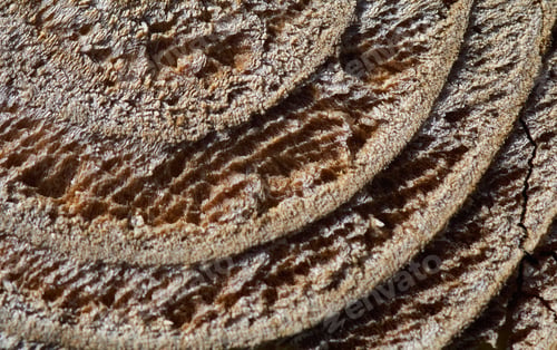 Preview: Close-up view of the wooden texture and pattern