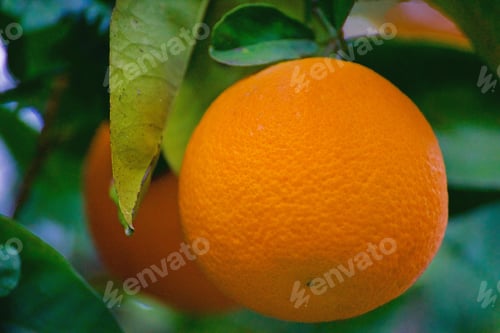 Preview: Fresh organic orange still growing on the tree! tonythetigersson, Tony Andrews Photography