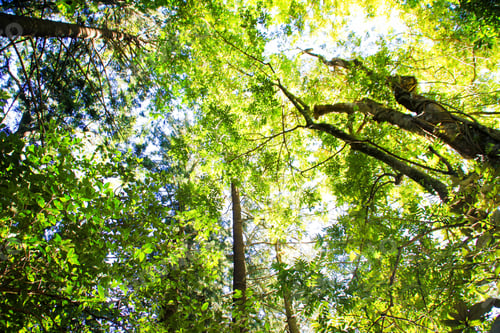 Preview: Beautiful shot from Gondwana Rainforests of Australia