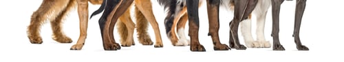 Preview: dog paws, in front of white background