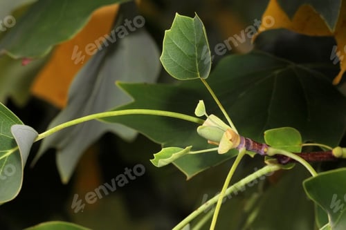 Preview: Autumn Tulip Poplar Tree - Photograph Of New Growth On A Tulip Poplar Tree In The Fall Time Frame