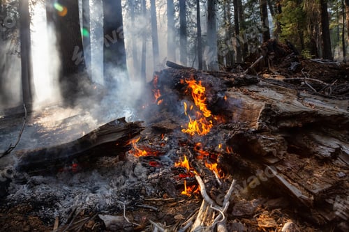 Preview: Wild forest fire in Yosemite National Park, California, United States of America