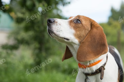 Preview: a young beagle breed dog walks in the open air