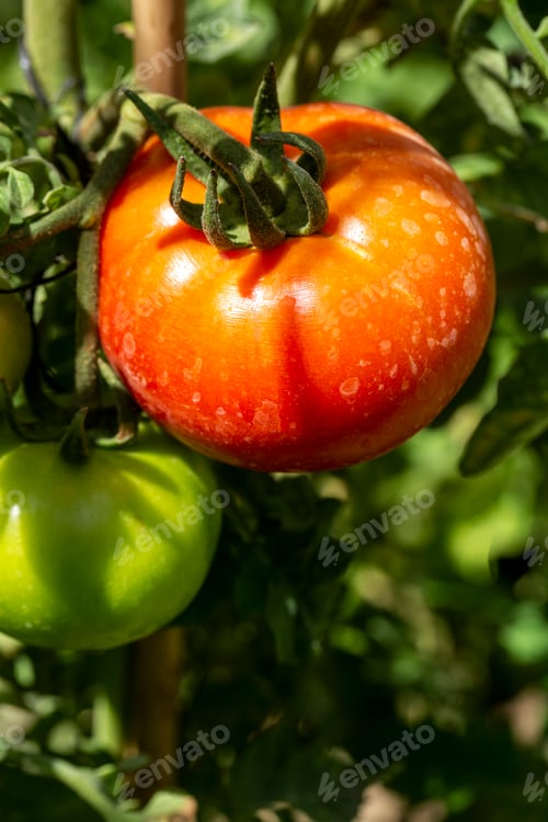 Preview: Organic fresh tomatoes on the branch, tomato field