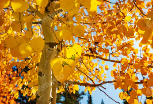 Preview: Autumn tree