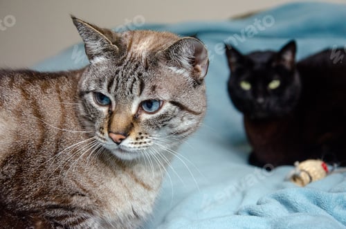 Preview: closeup on two cats laying on a bed