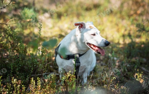 Preview: Cheerful dog resting in a sunlit forest clearing during a warm afternoon