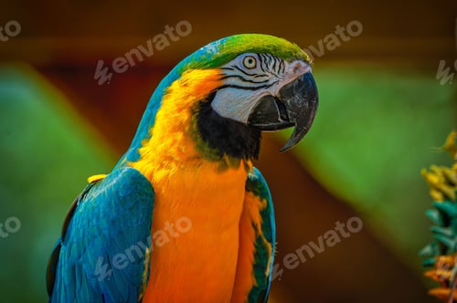Preview: Closeup shot of a beautiful macaw parrot showcasing its colorful feathers against a blur background.