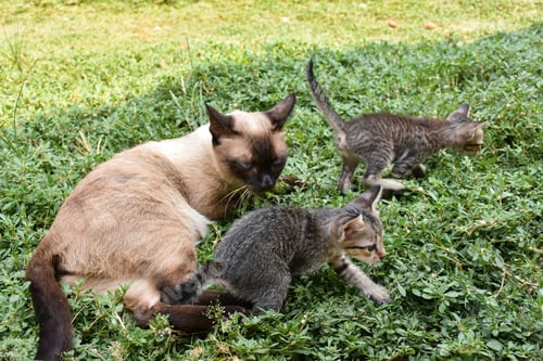 Preview: Cute baby tabby kitten in the grass on a summer day