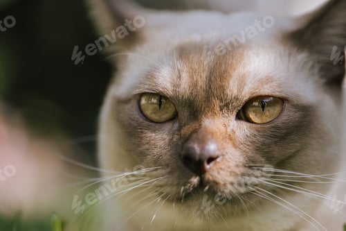 Preview: Burmese cat, close up photo