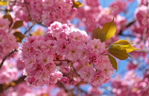 Preview: Branch of blooming pink flowers of Sakura tree in early spring.