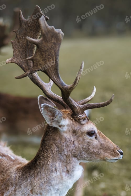 Preview: Vertical shot of a Roe deer in a forest