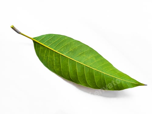 Preview: Green leaf mango isolated