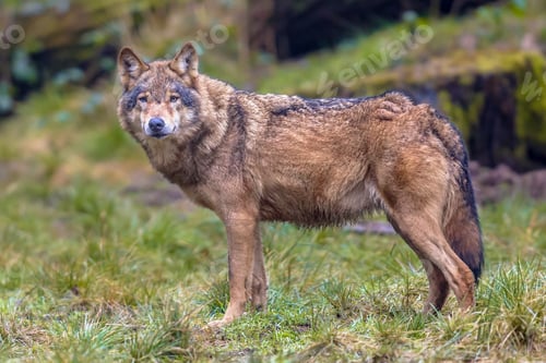 Preview: Wolf eye contact in a forest