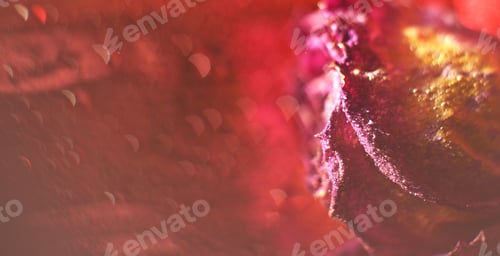 Preview: red dried rose with drops of water on a red background. card with flower and bokeh. banner