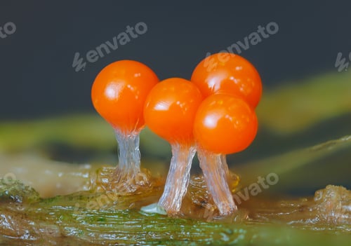 Preview: Orange slime mold - Trichia decipiens, it's a small protist organism